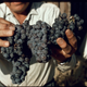Illustration for article titled Grapes